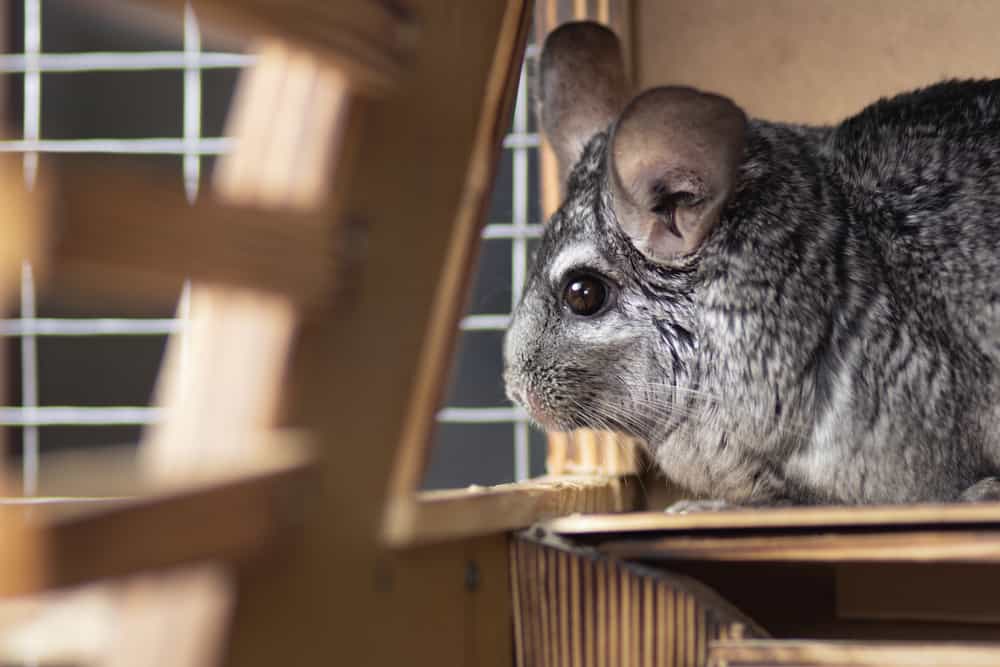 chinchilla in wooden cage