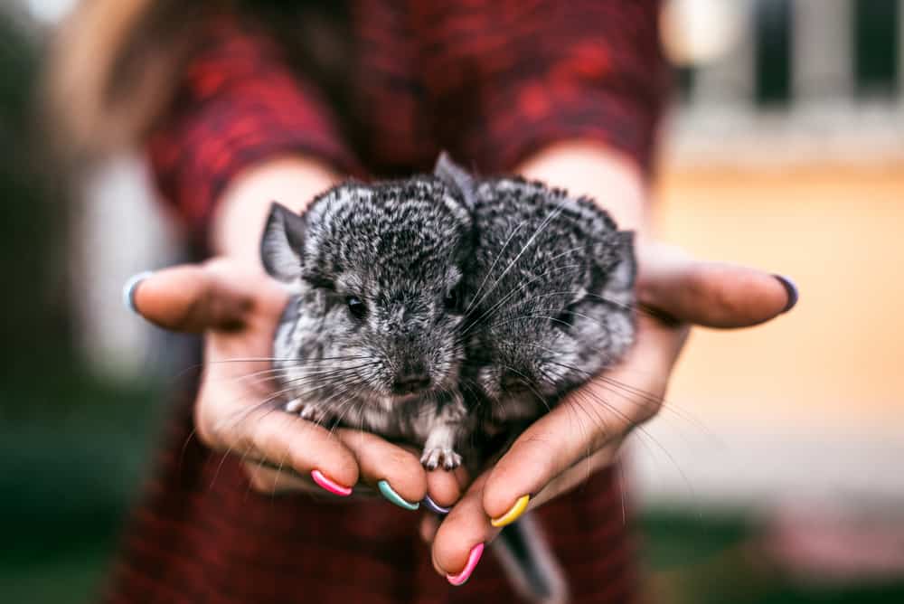 chinchilla pair in human hands