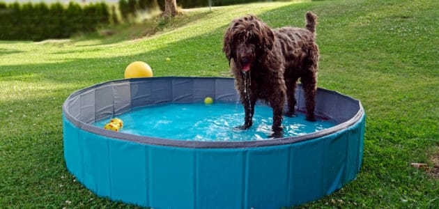 The 10 Best Dog Pools to Keep Your Dog Cool in 2022