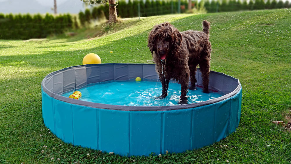 The 10 Best Dog Pools to Keep Your Dog Cool in 2024 PetMag