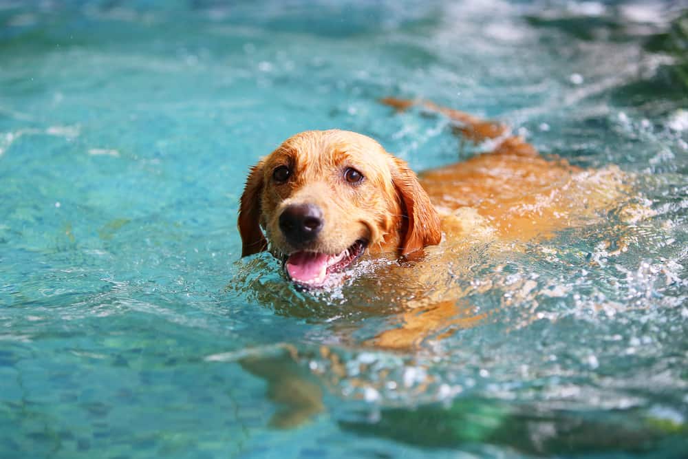 Labrador Retriever paddling in water