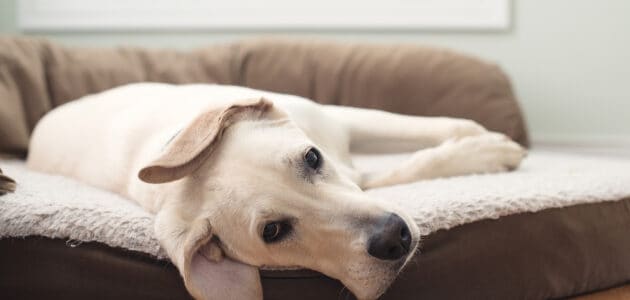 The 10 Best Indestructible Dog Beds in 2022