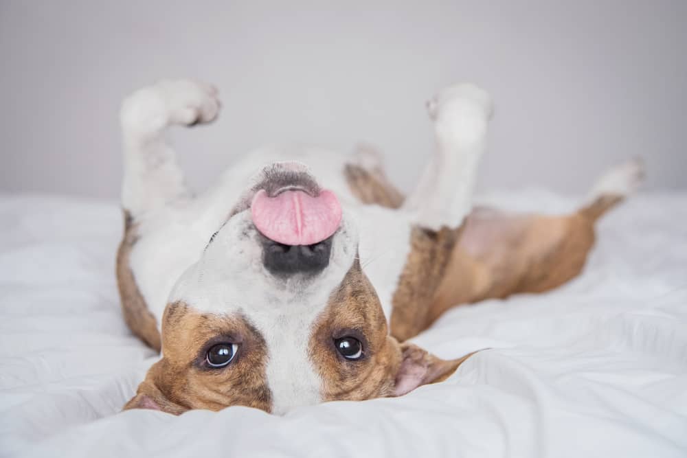 american staffordshire terrier lying on a bed