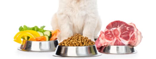 The 10 Best Organic Dog Foods in 2024