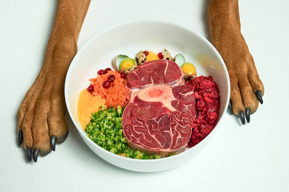 Bowl of dog food between brown dog paws