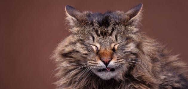 Cat Sneezing Blood? Understanding the Causes and Treatment Options