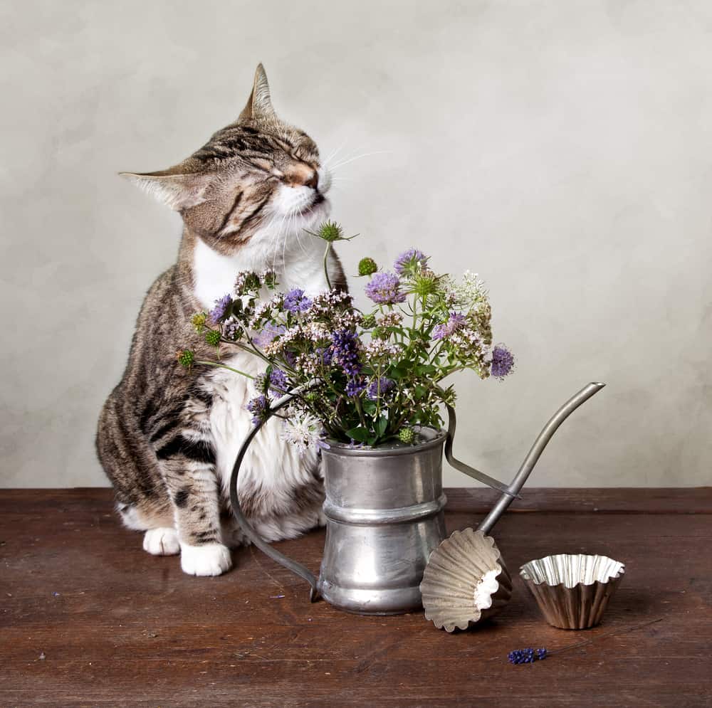 cat sneezing after smelling flowers