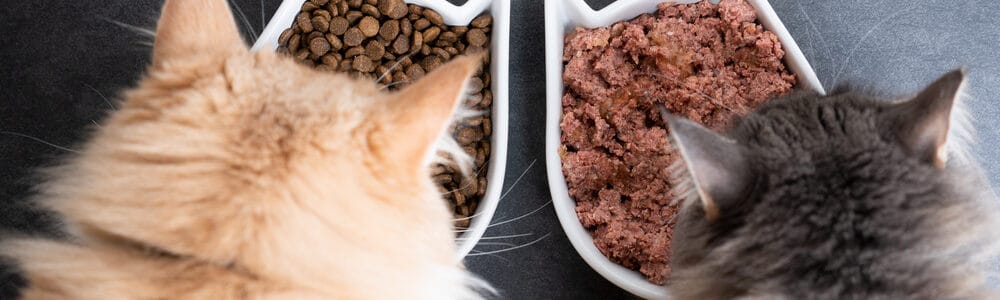 do-cats-need-wet-food-how-to-choose-a-wet-cat-food