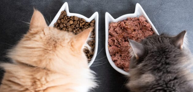 Do Cats Need Wet Food?