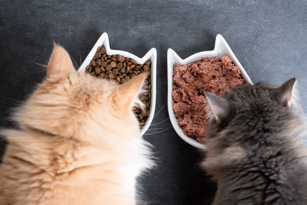 Do Cats Need Wet Food How To Choose A Wet Cat Food