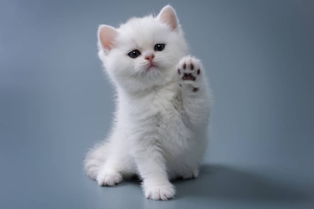 kitten raising paw