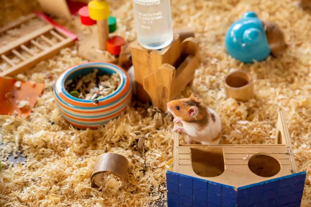 hamster with toys and clean cage