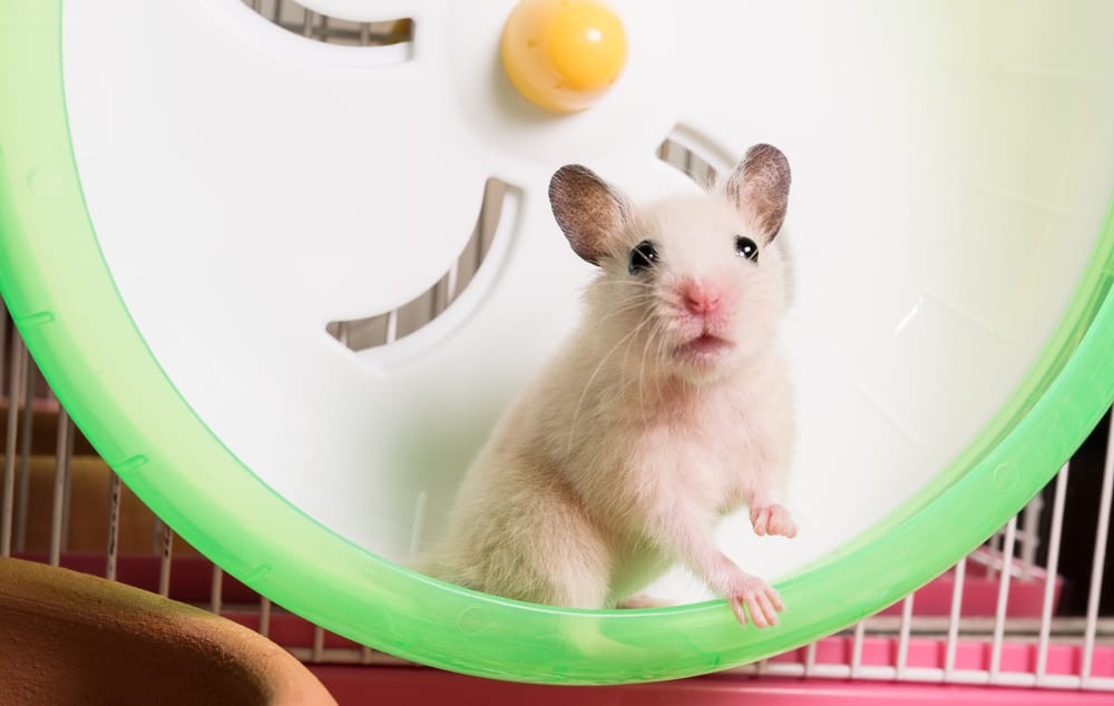 hamster wheel with good size ratio