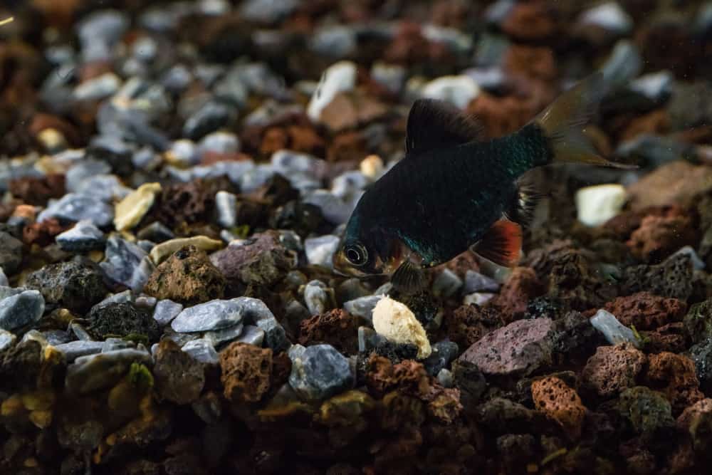 pebble substrate in a fish tank