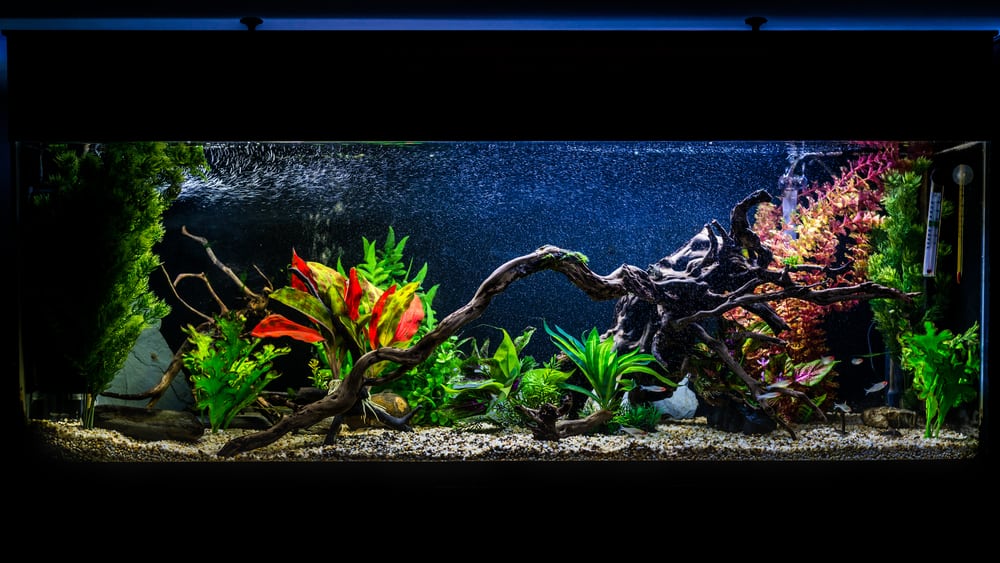 Driftwood in a tropical fish aquarium