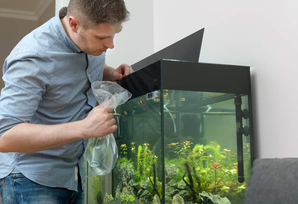 Man acclimating fish to a new aquarium