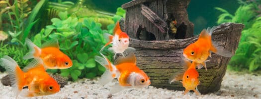 What Fish Can Live With Goldfish?