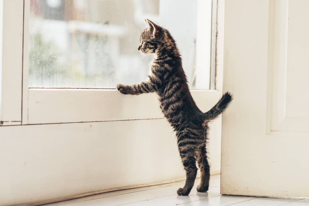 kitten standing at window