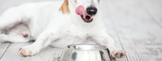 The 10 Best Low-Protein Dog Foods in 2024