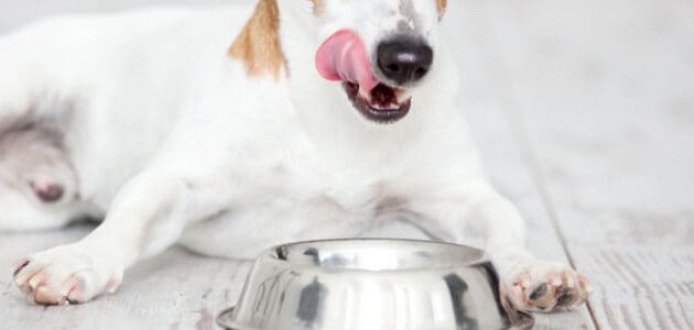 The 10 Best Low-Protein Dog Foods in 2024