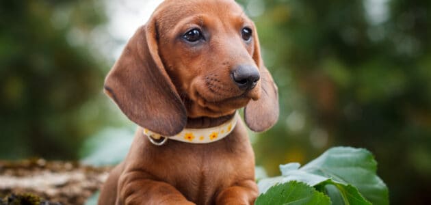 German Dog Names From Bach to Bock