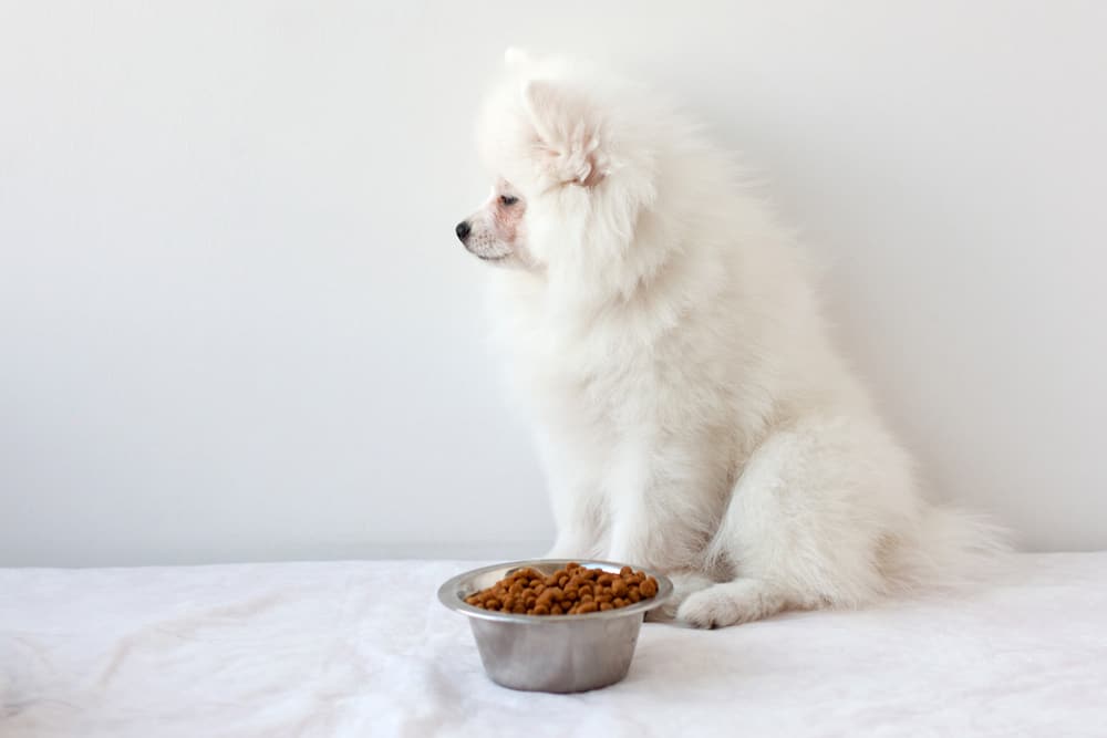 Pomeranian and dog food