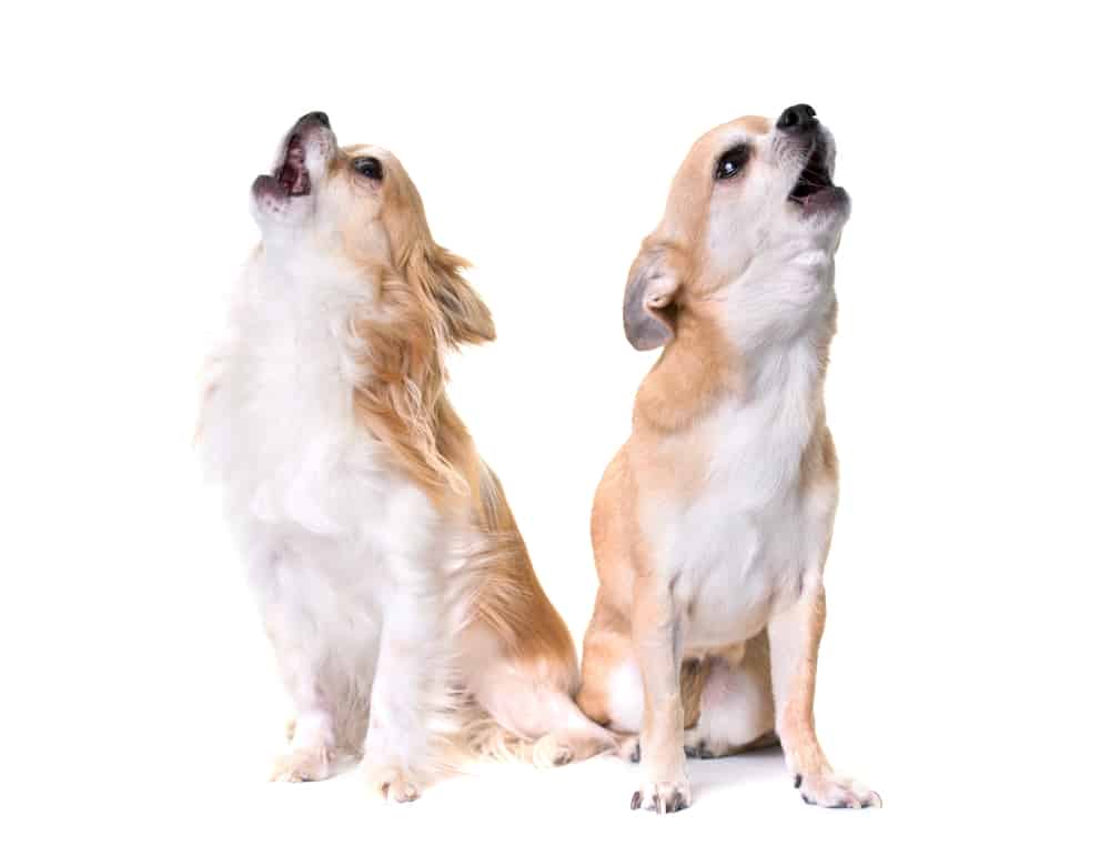 Two chihuahuas barking against a white background