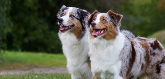 The 10 Best Dog Foods for Australian Shepherds in 2024