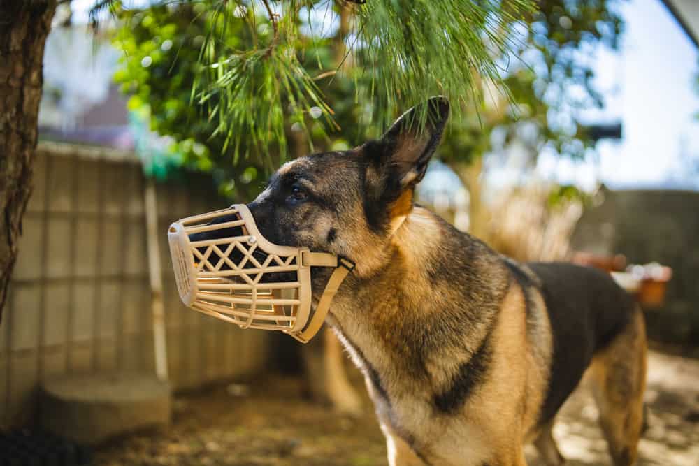 german shepherd wearing basket muzzle