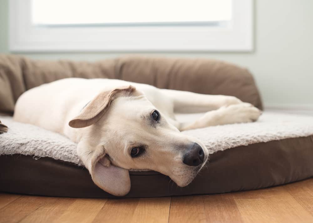 Yellow Lab laying on a dog bed