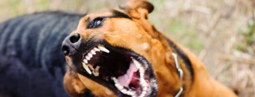 What to Do if Your Dog Gets Into a Fight