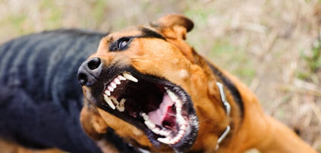 What to Do if Your Dog Gets Into a Fight