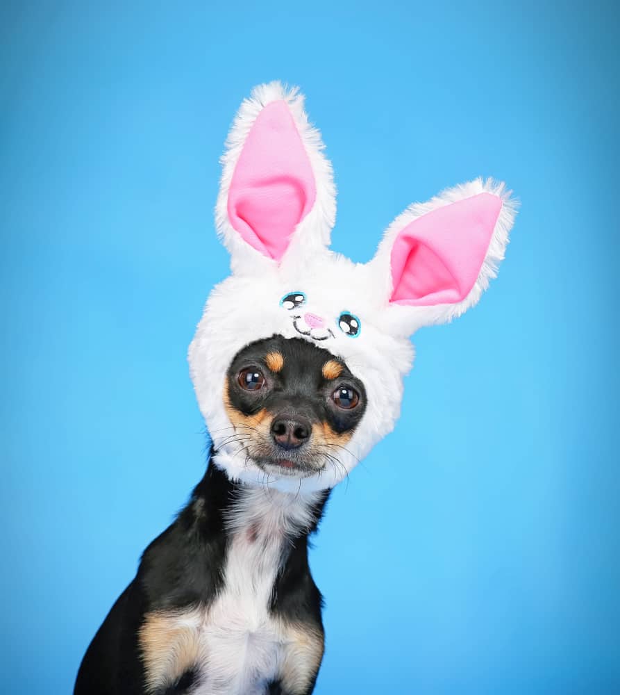 black chihuahua with bunny ears