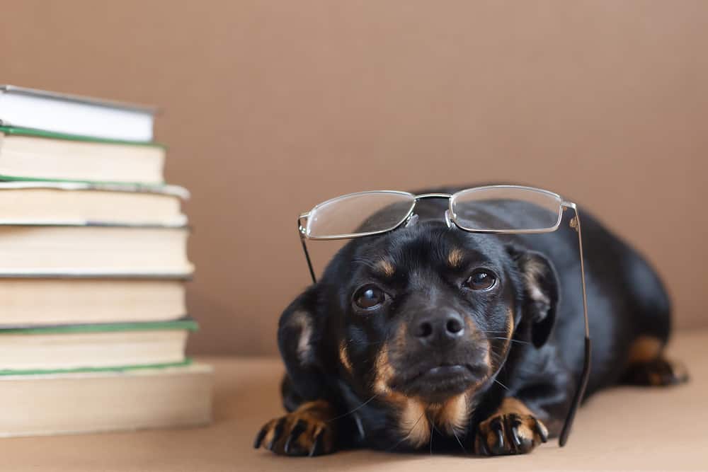 black dog with glasses and books