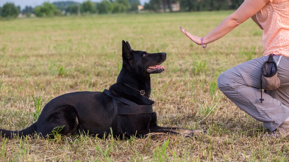 black german shepherd responds to trainer’s cue