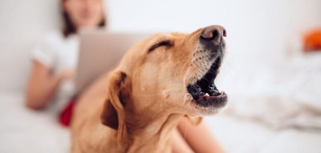 How to Stop Your Dog From Barking at the Door