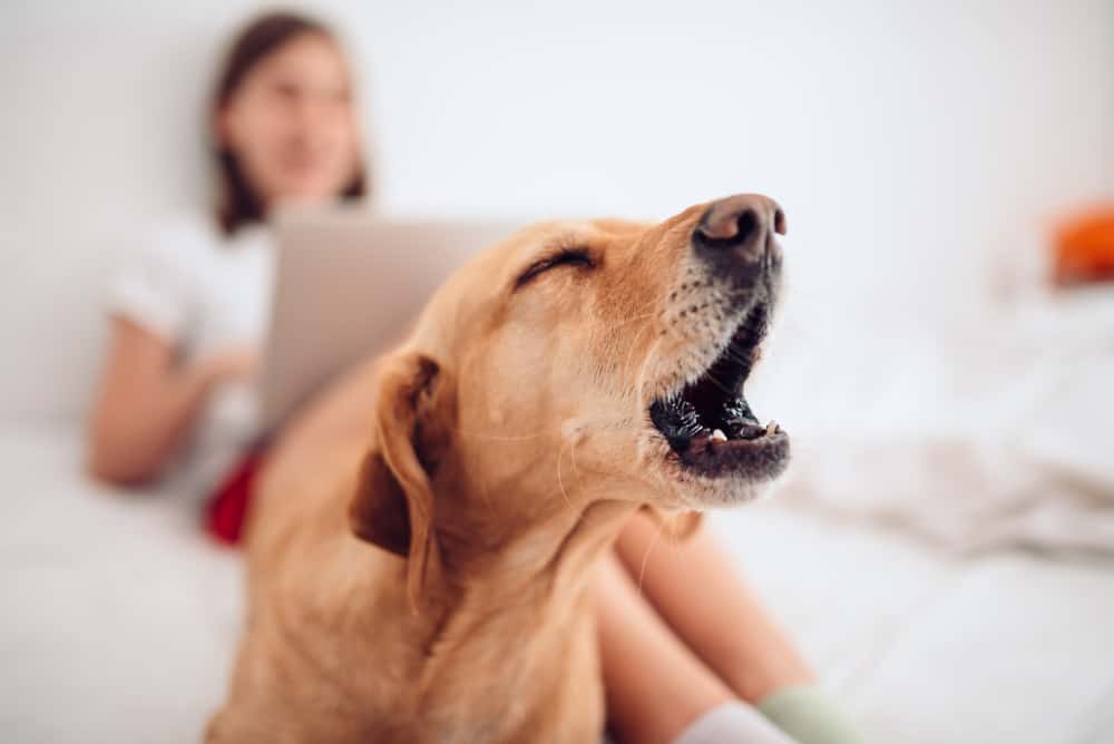 Best Anti Barking Devices Reviews in 2022: Stop Excessive Barking