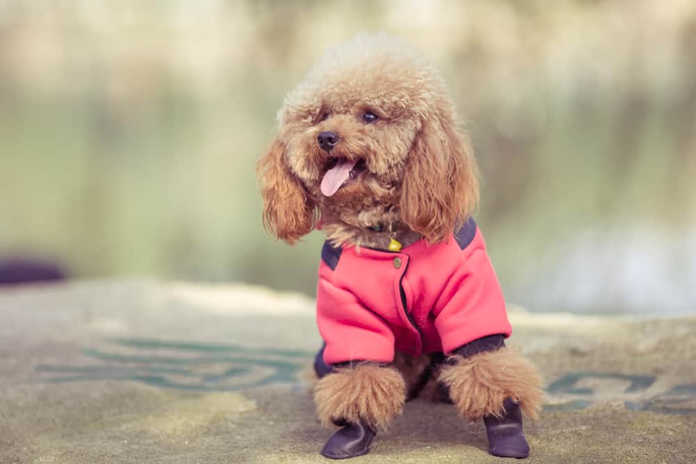 brown poodle with a jacket