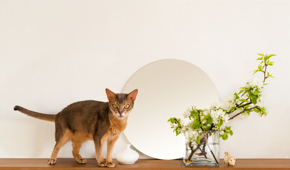 cat and flowers in rental property