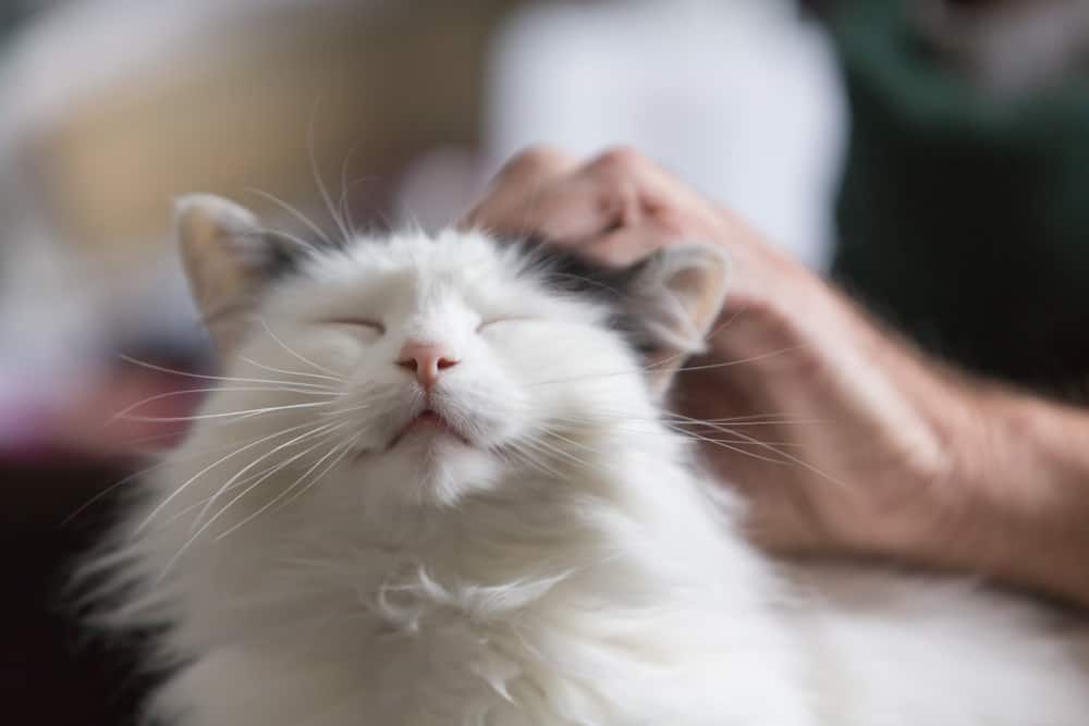 cat enjoying being pet