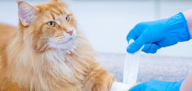 How to Bandage a Cat’s Paw: First-Aid for Cats