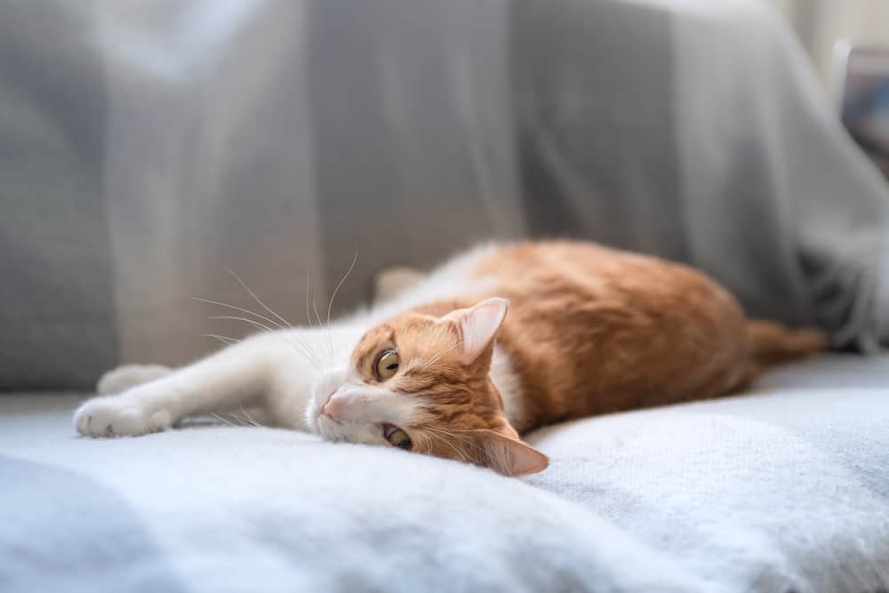 cat laying on bed