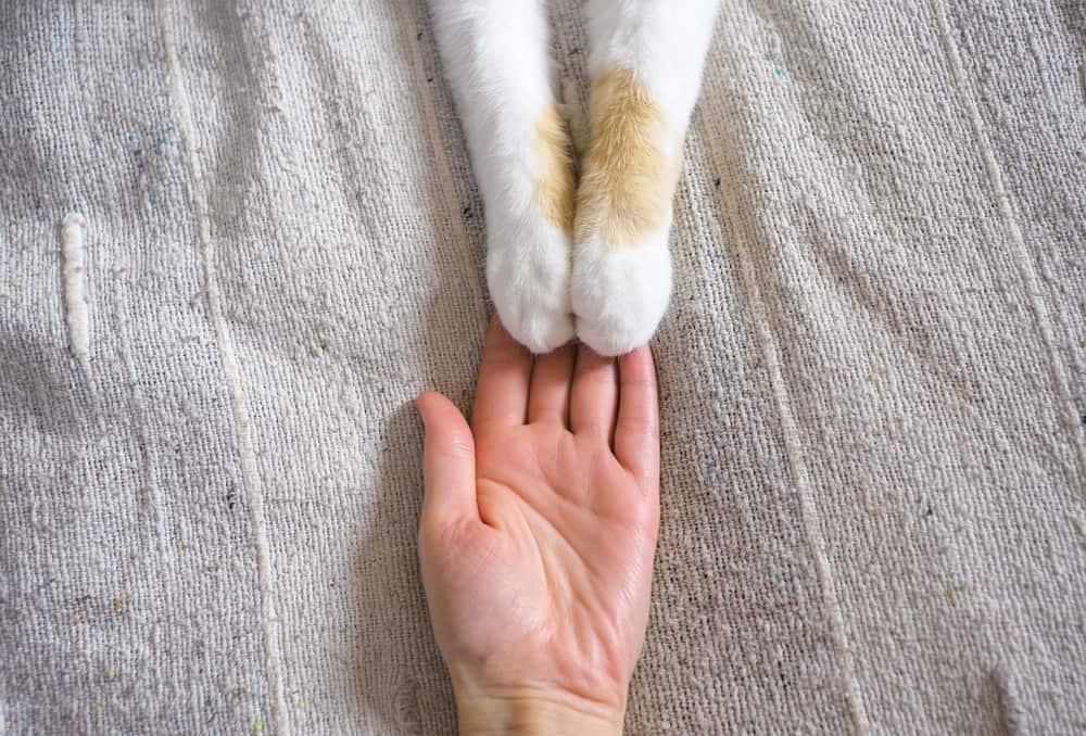 cat paws resting on human hand