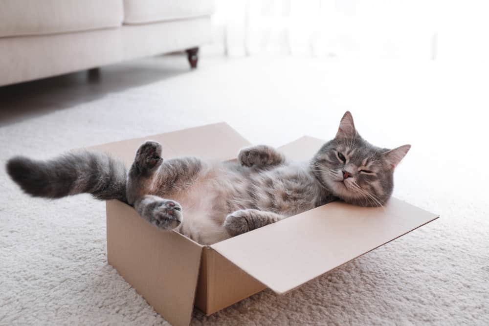 cat relaxing in box