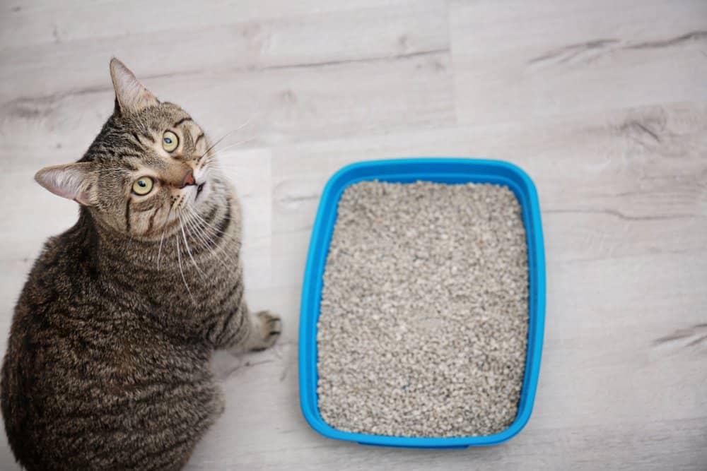 cat sitting next to litter tray