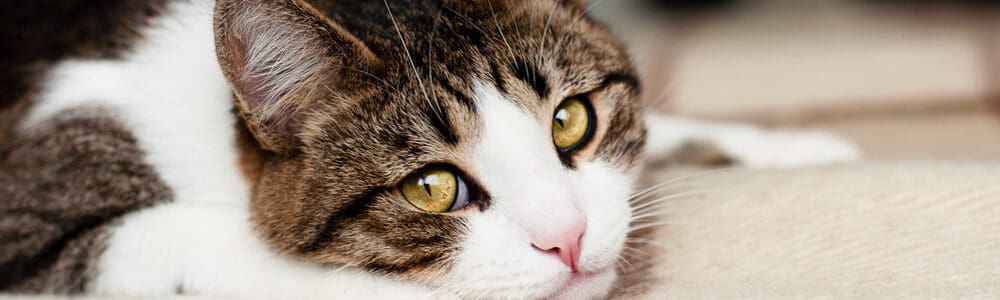 How Long Should I Quarantine a Cat With Ringworm? PetMag