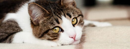 How Long Should I Quarantine a Cat With Ringworm?
