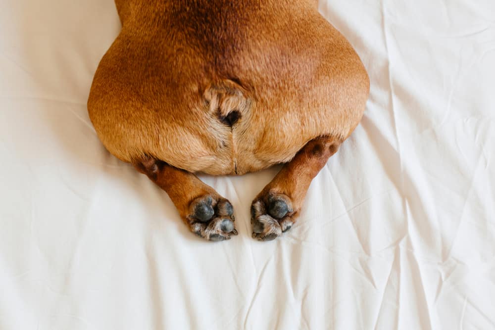 close up of a brown dog’s butt on white sheets