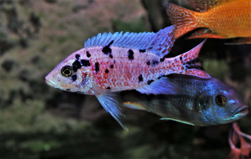 colorful cichlid aquarium fish tank