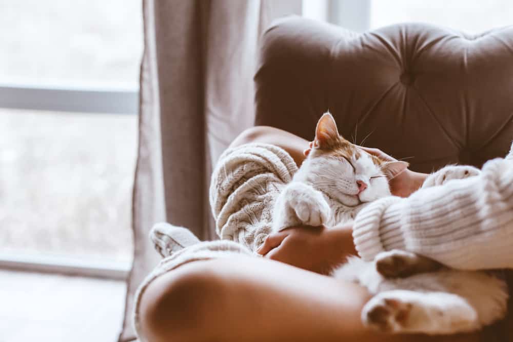 cute cat sleeping on a couch